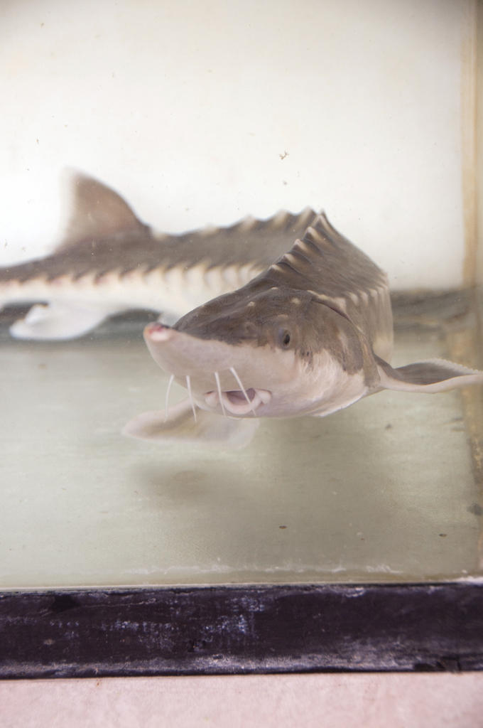 Sturgeon and Paddlefish Biology