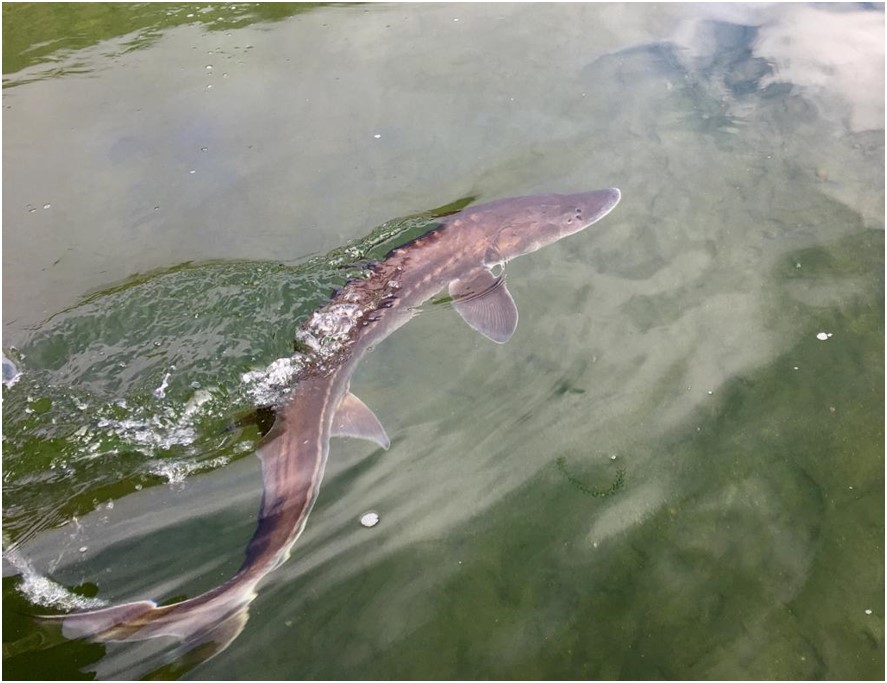 Sturgeon and Paddlefish Conservation